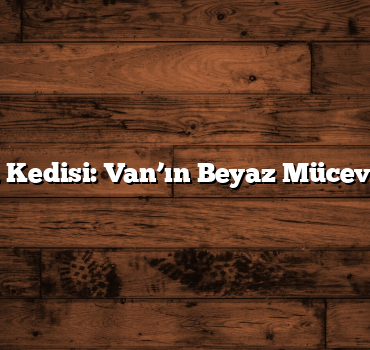 Van Kedisi: Van’ın Beyaz Mücevheri